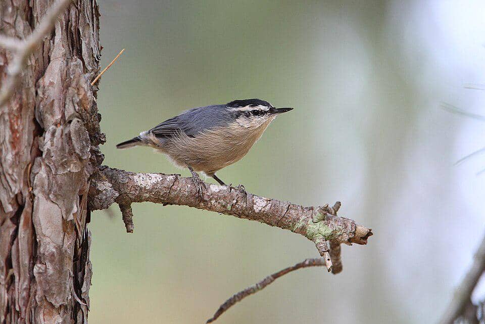 5 Fakta Corsican Nuthatch, Burung yang Bergantung Hidup di Hutan Pinus