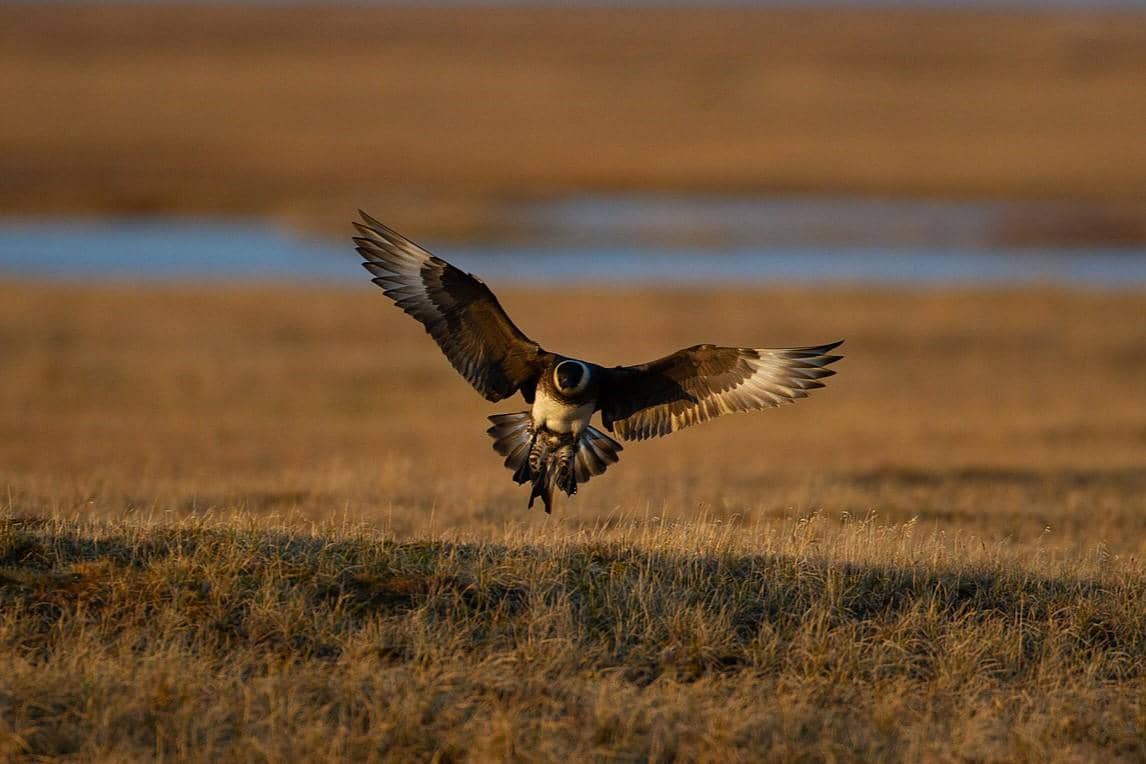 Pomarine Jaeger