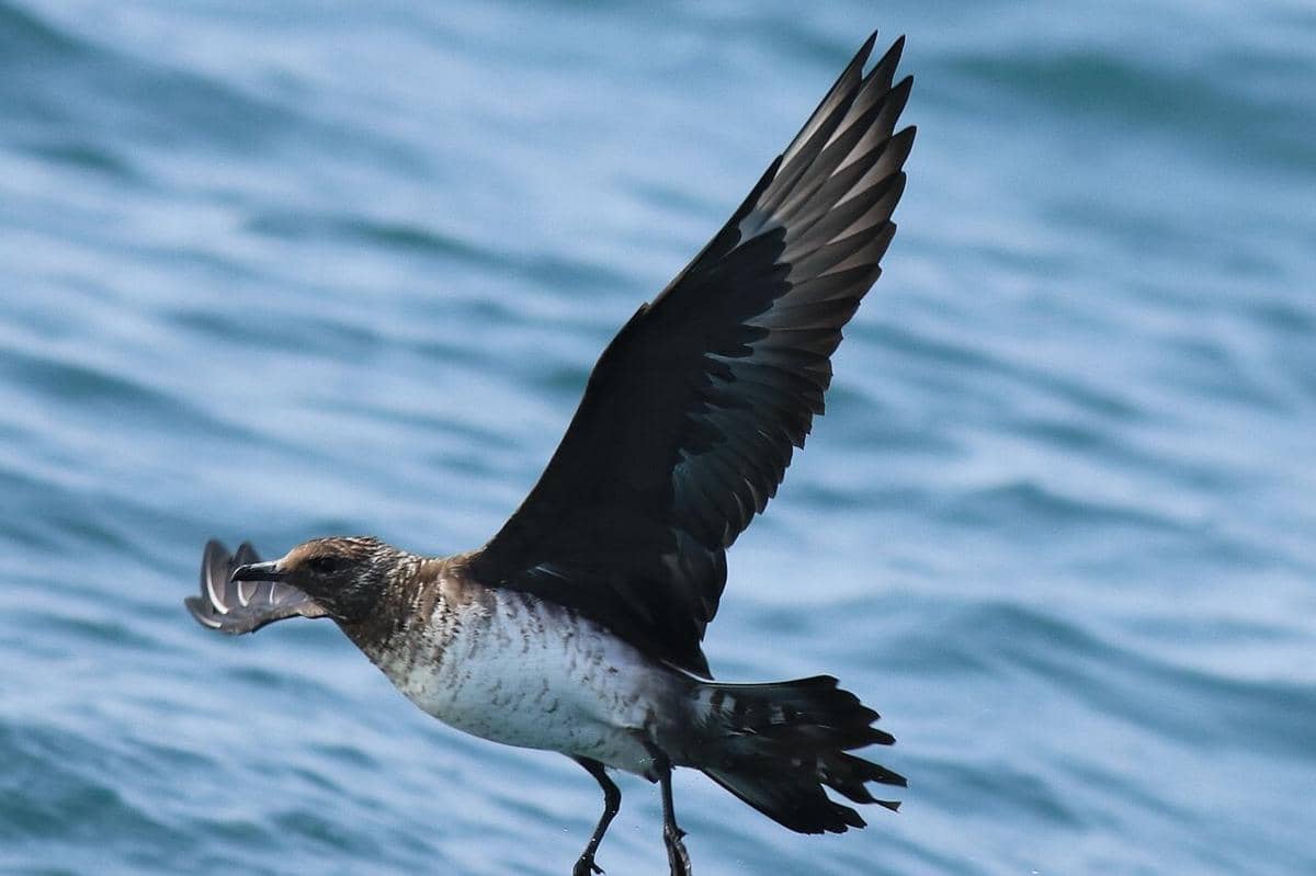 Pomarine Jaeger