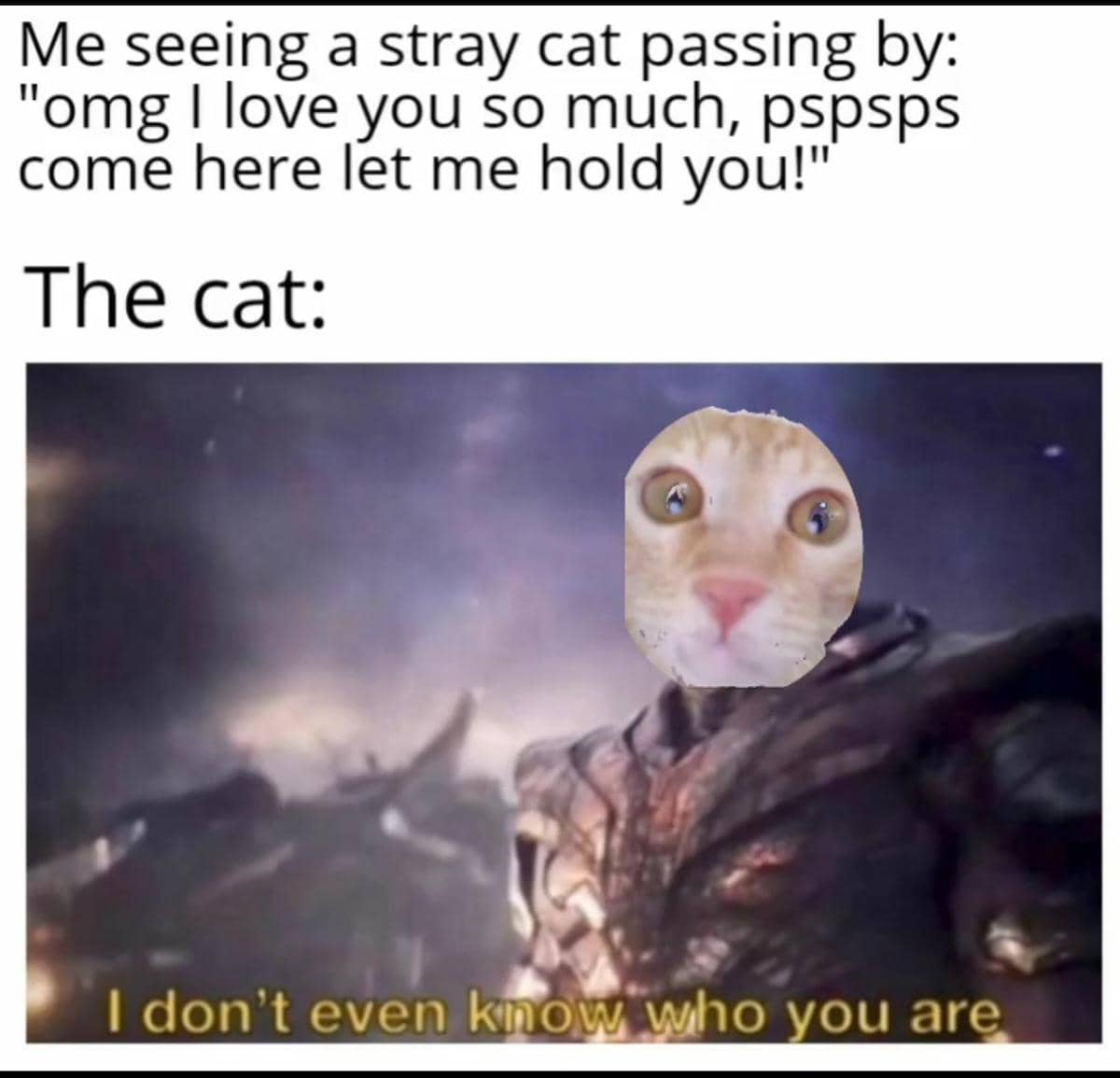 meme kucing liar