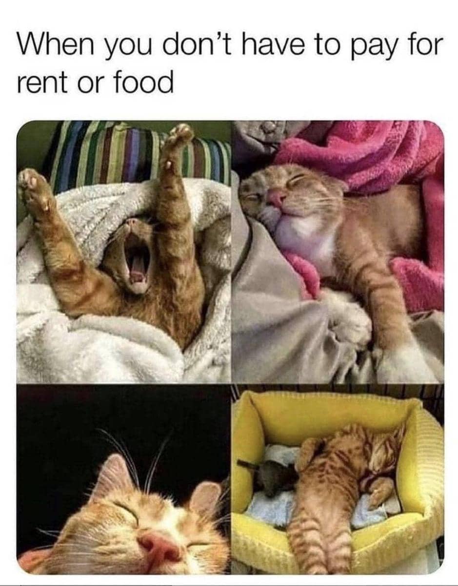 meme kucing hidup enak