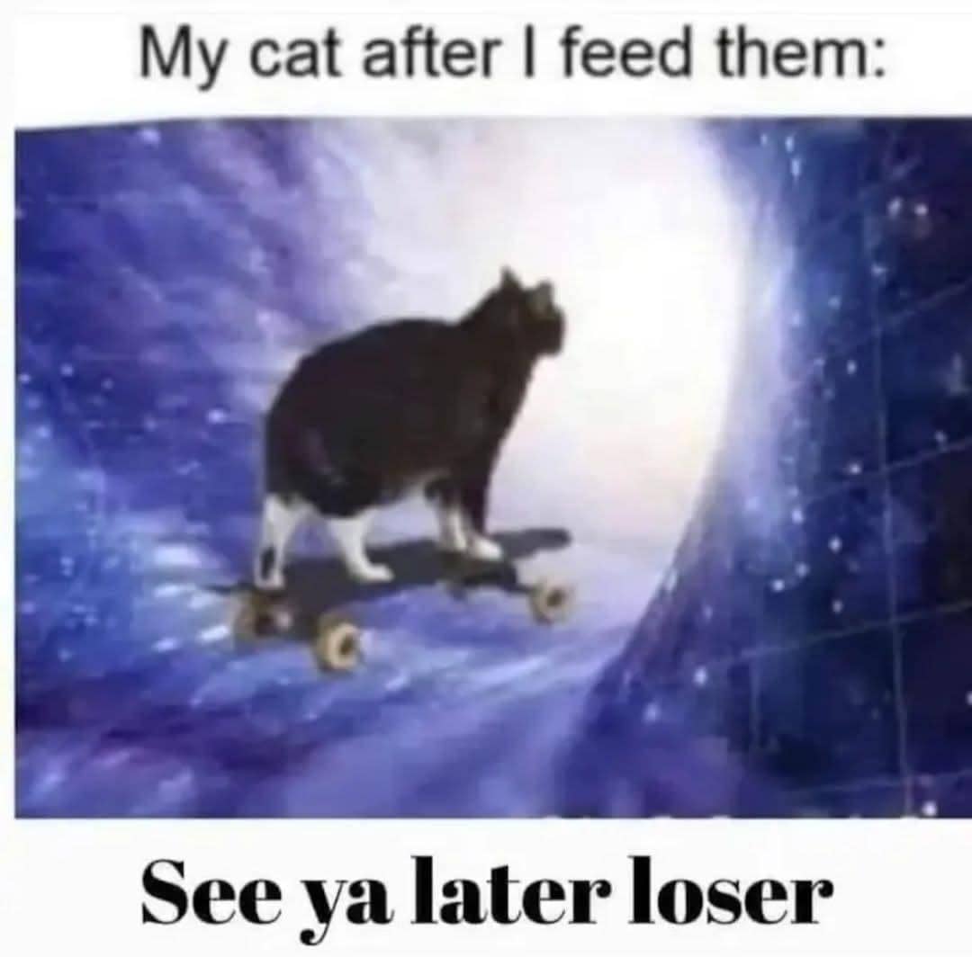 meme kucing hidup enak