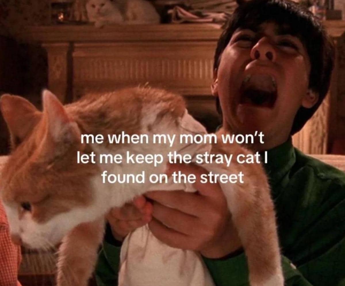 meme kucing liar