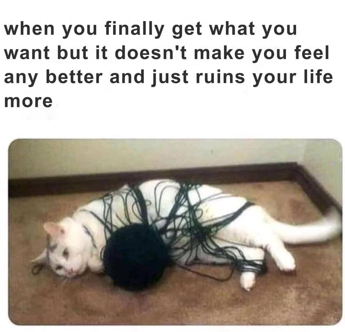 meme kucing tentang kekecewaan
