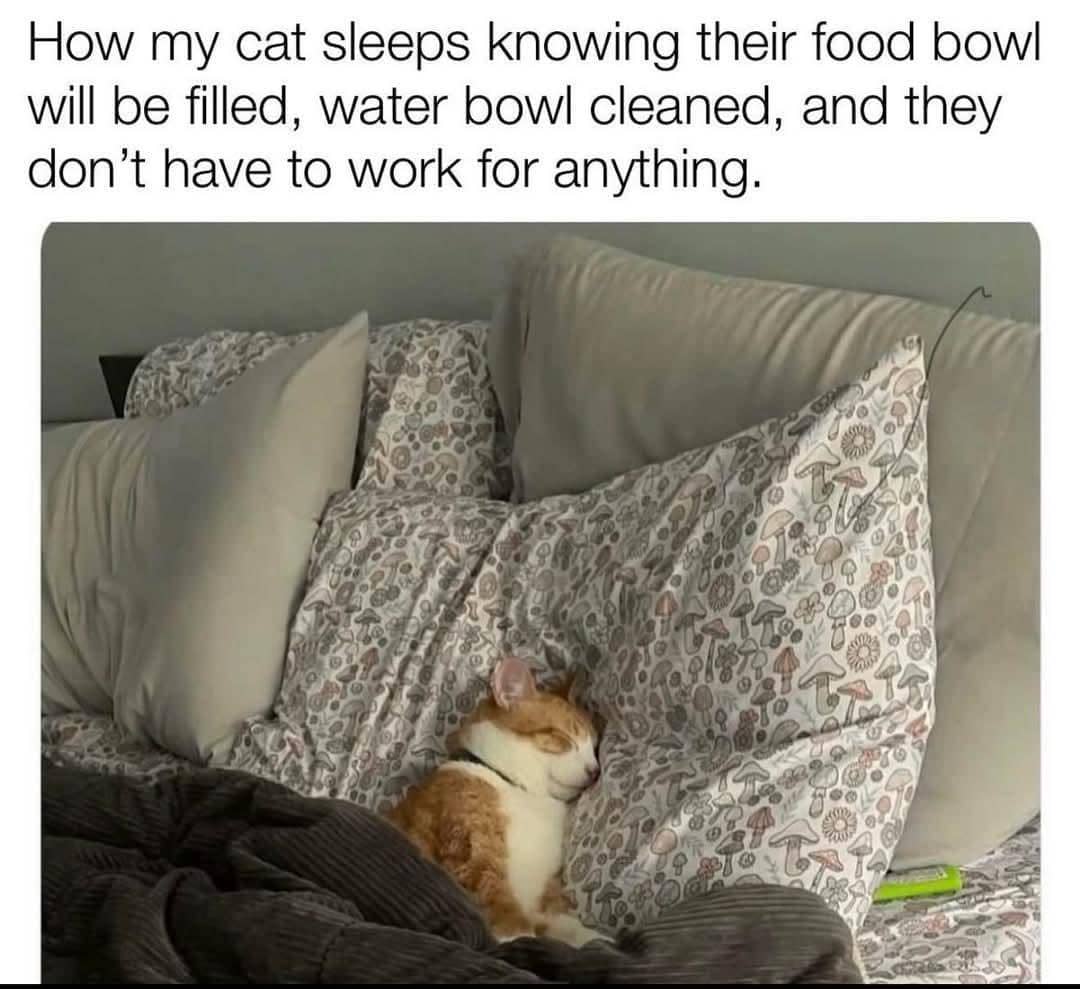 meme kucing hidup enak