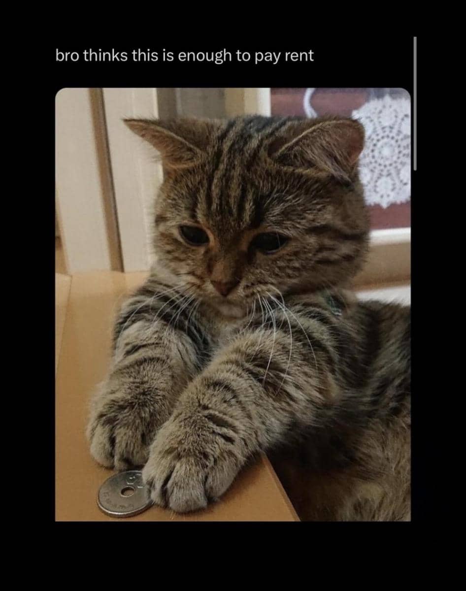 meme kucing hidup enak