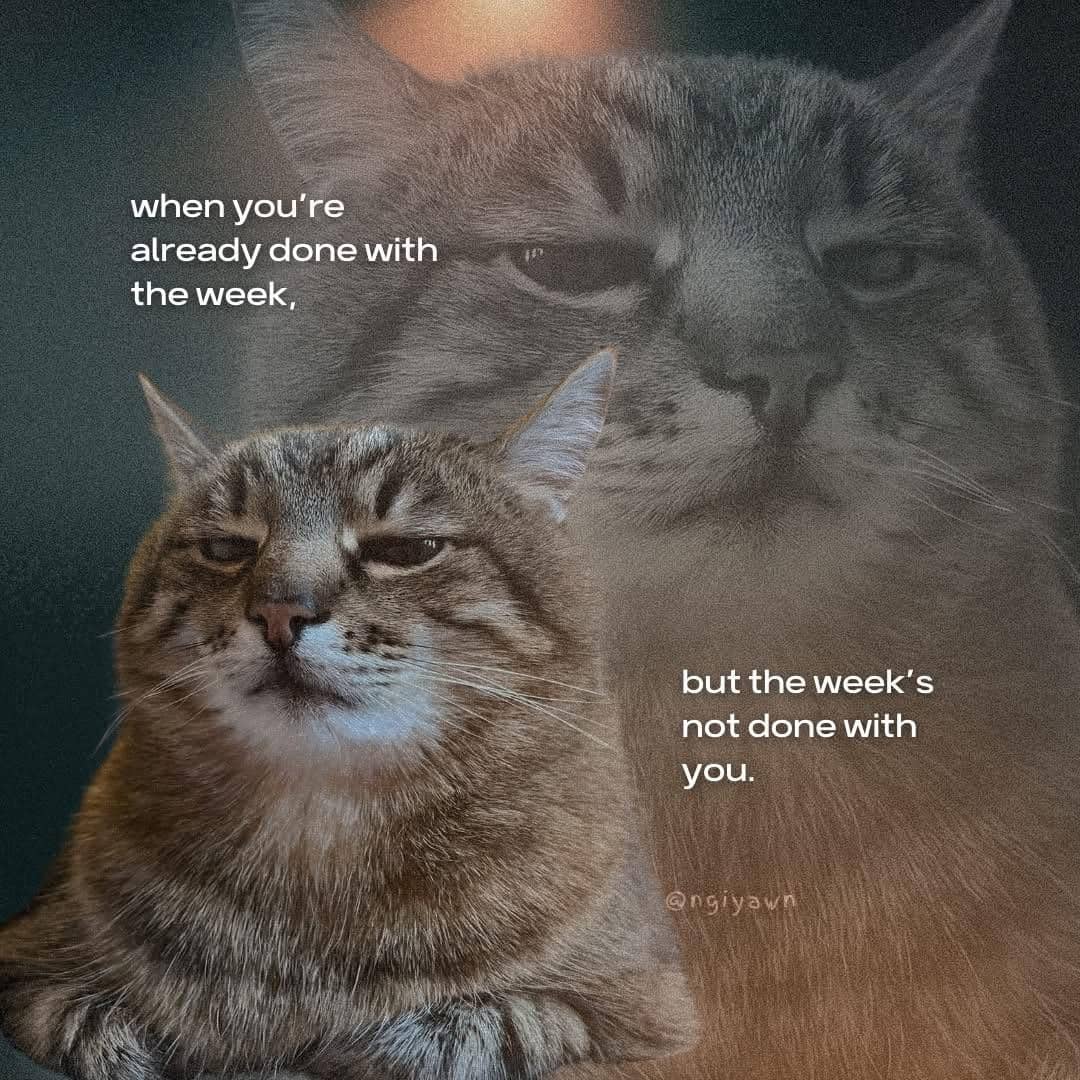 meme kucing tentang kekecewaan