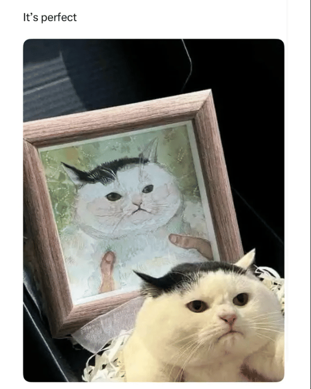 meme kucing tentang kekecewaan