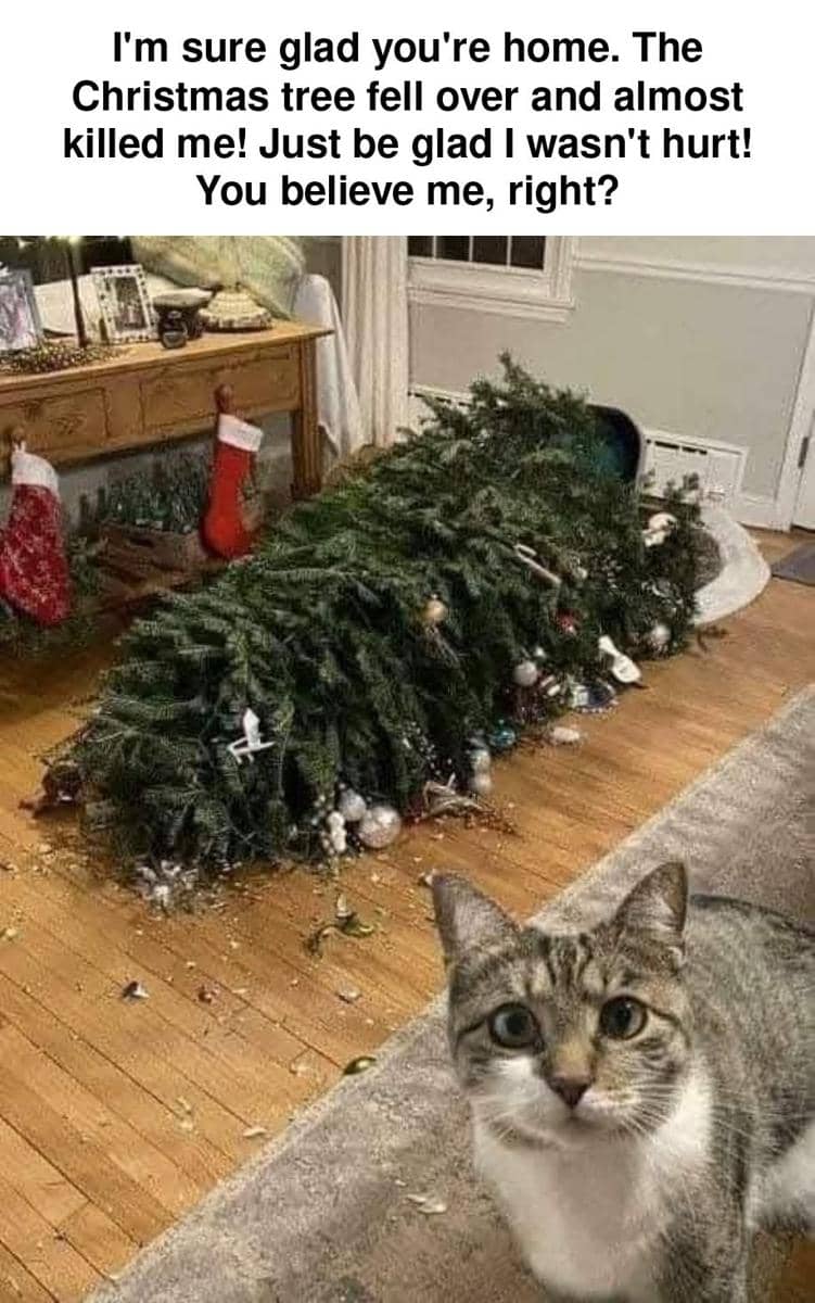 meme kucing yang suka menyerang