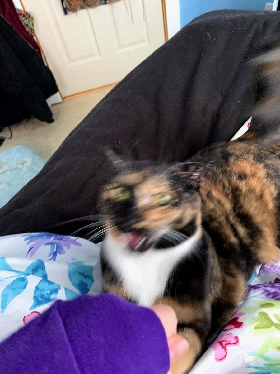 meme kucing yang suka menyerang