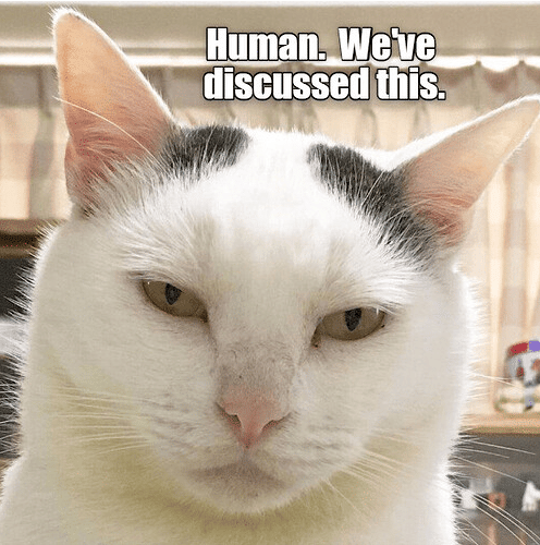meme kucing tentang kekecewaan