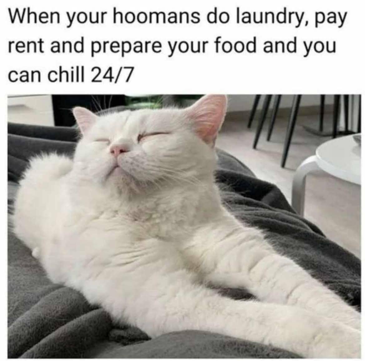 meme kucing hidup enak