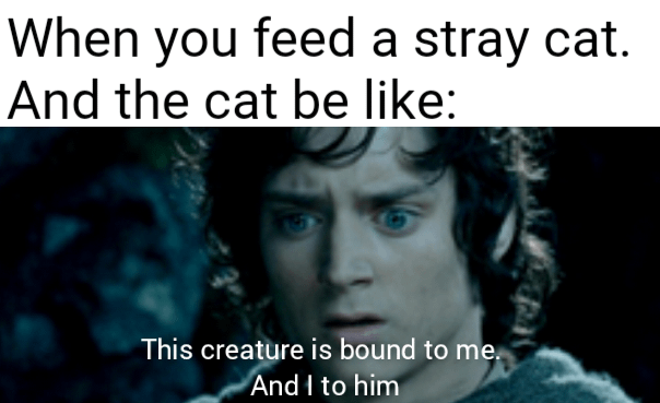 meme kucing liar