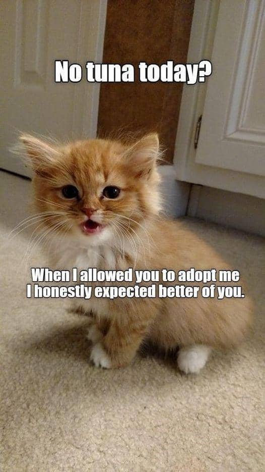 meme kucing tentang kekecewaan