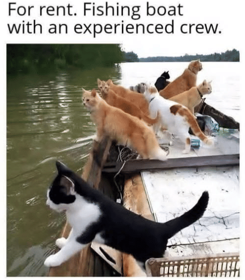 meme kucing hidup enak