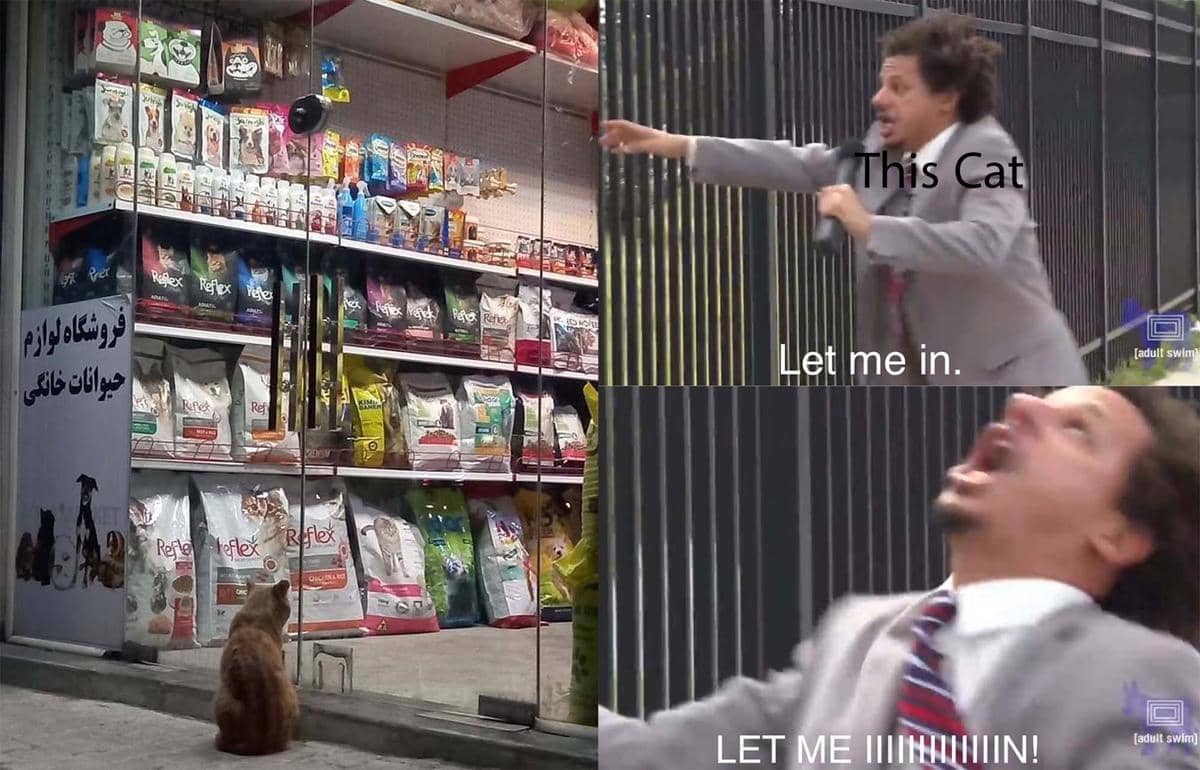 meme kucing liar