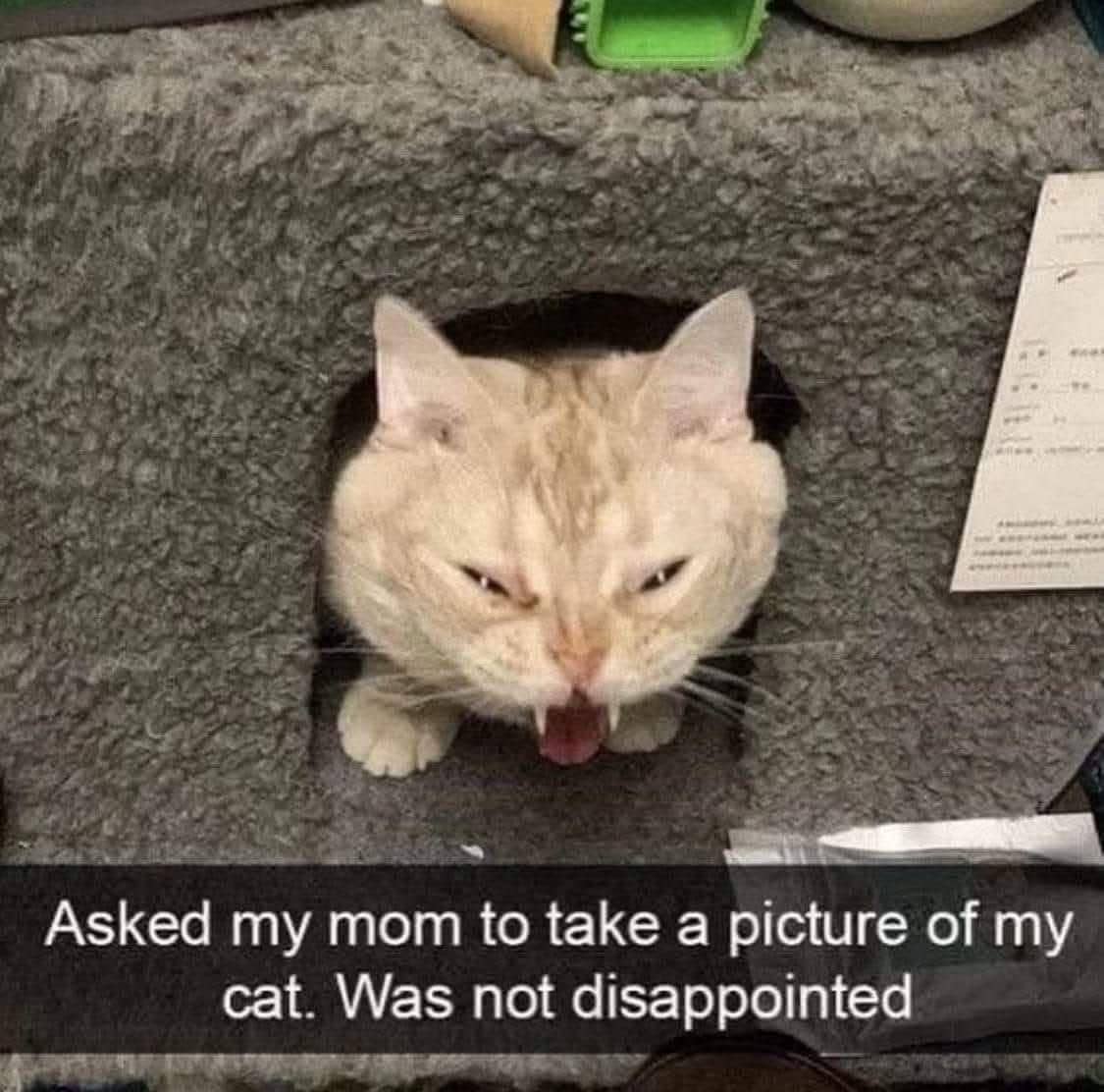meme kucing tentang kekecewaan
