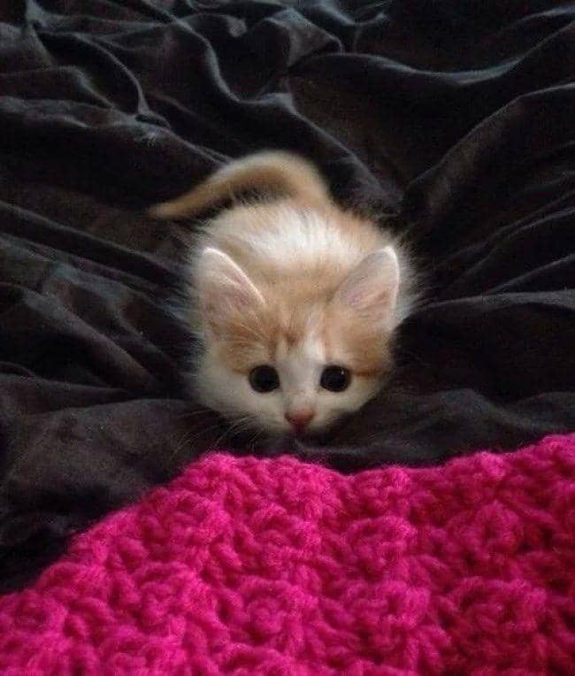 meme kucing yang suka menyerang