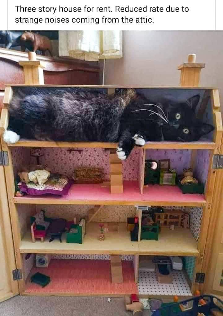meme kucing hidup enak