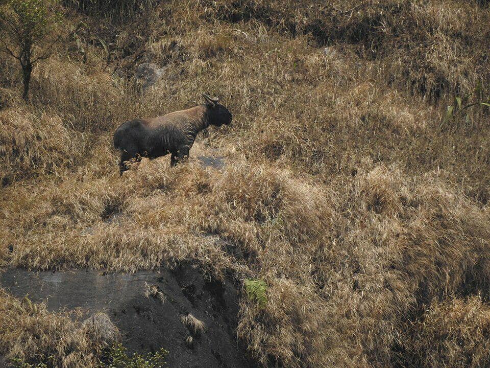 mishmi takin di habitat aslinya di India
