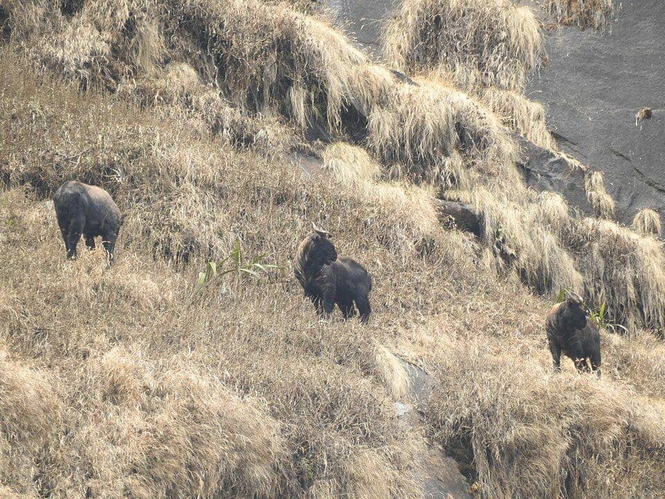 mishmi takin di habitat aslinya di India