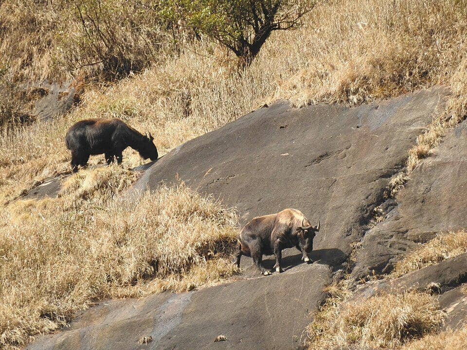 mishmi takin di habitat aslinya di India
