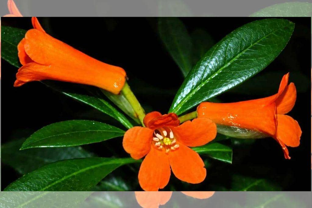 BRIN Temukan Spesies Baru Rhododendron Berbunga Oranye di Sulteng
