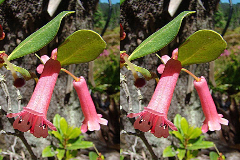 Rhododendron celebicum, spesies tumbuhan berbunga dari keluarga Ericaceae yang endemik di Pulau Sulawesi, Indonesia.