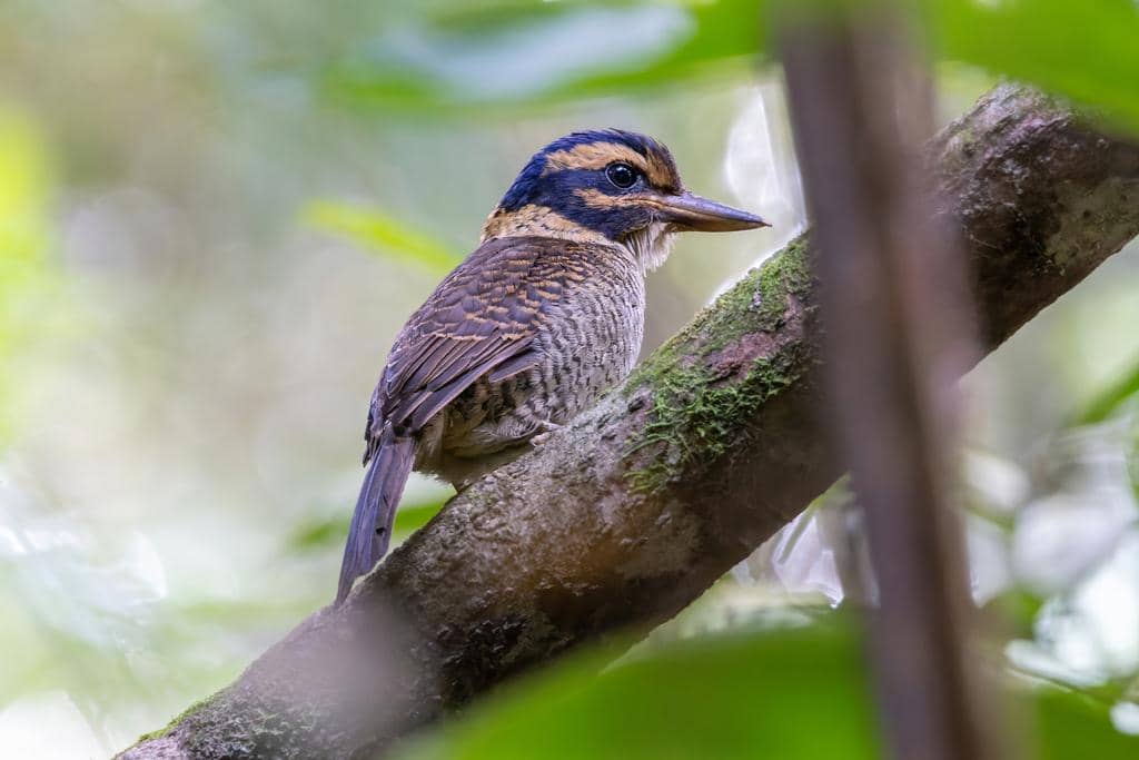 Burung Actenoides princeps