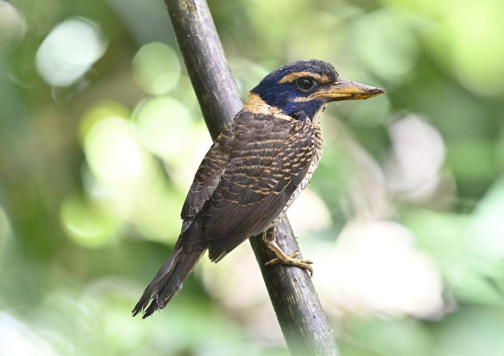 Burung Actenoides princeps