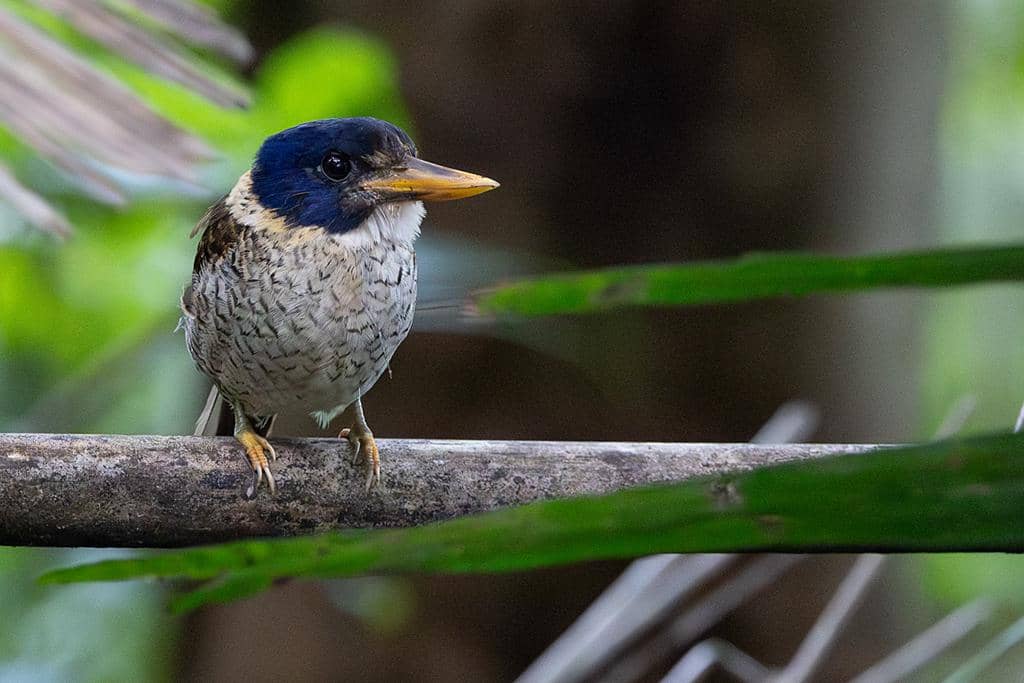Burung Actenoides princeps
