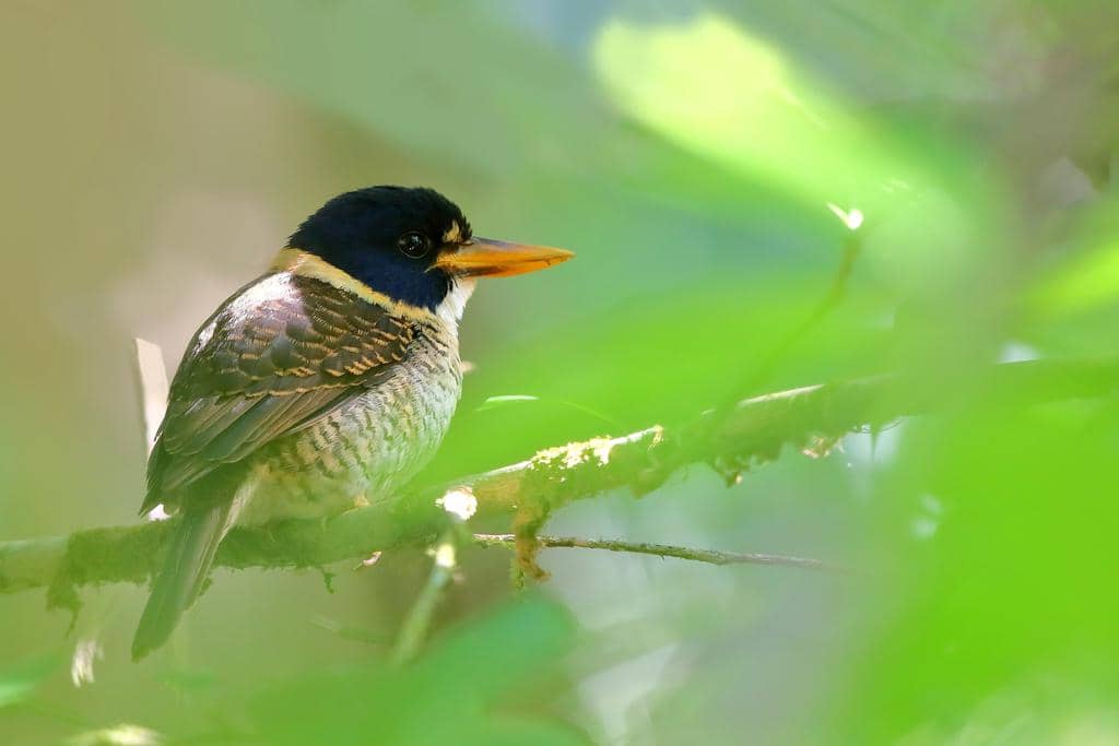Burung Actenoides princeps