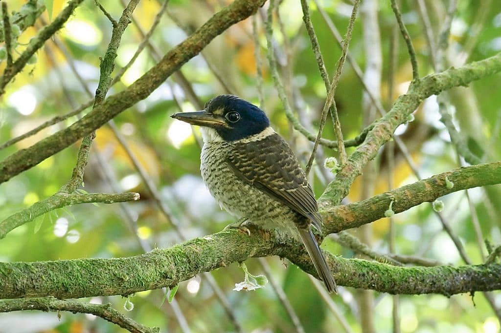 Burung Actenoides princeps