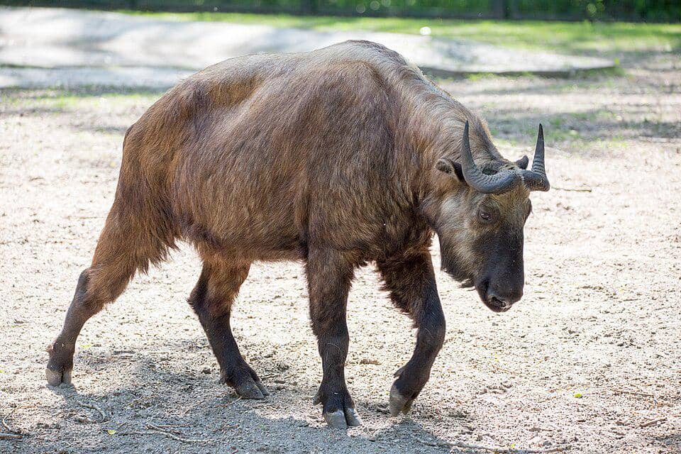 tampilan sekujur tubuh mishmi takin