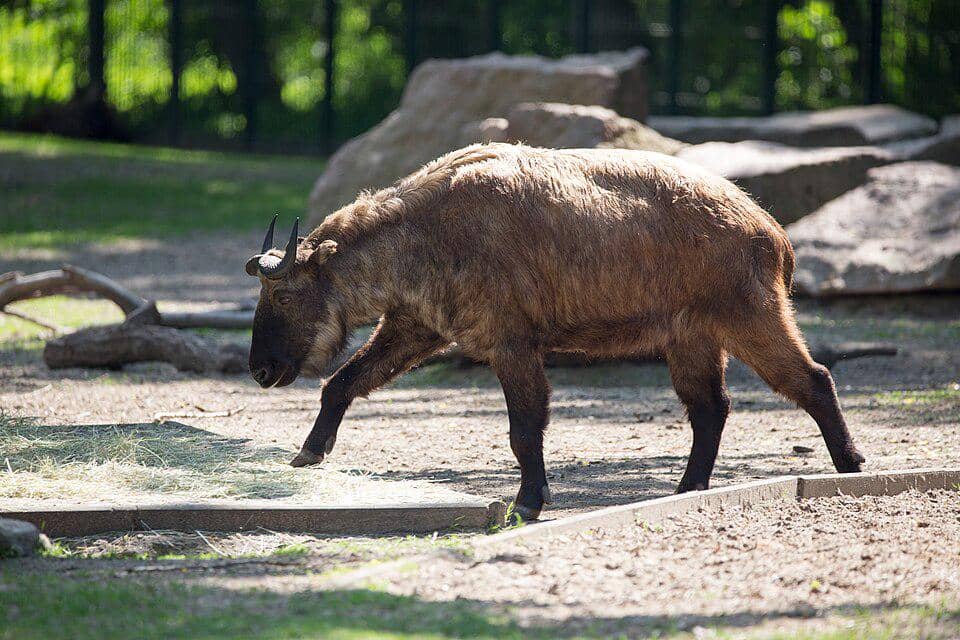 mishmi takin di kebun binatang