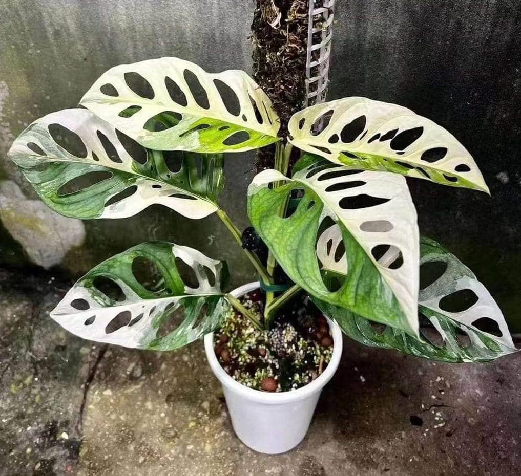 ilustrasi monstera adansonii variegata
