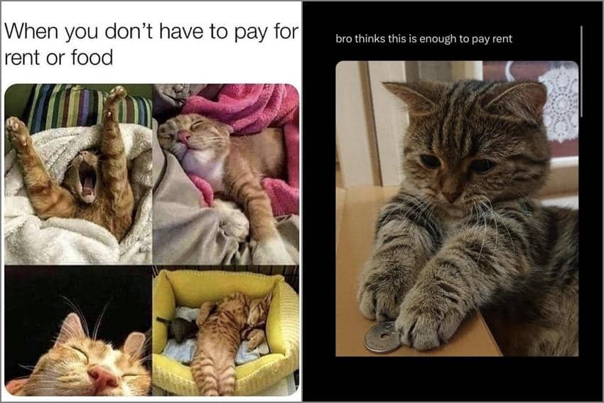 8 Meme Kucing Hidup Enak, Tempat Tinggal hingga Makan Gratis