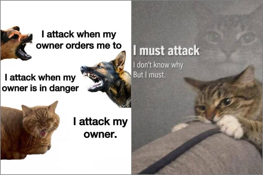 8 Meme Kucing yang Suka Menyerang, Babunya Jadi Korban