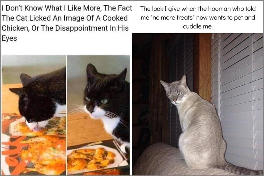 8 Meme Kucing tentang Kekecewaan, Ngambek Gak Dikasih Makan