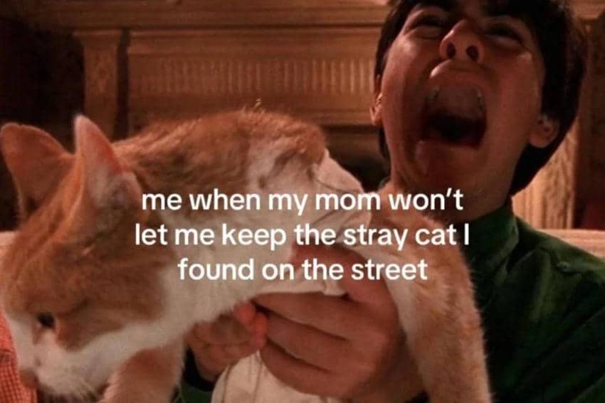 8 Meme tentang Kucing Liar, Pengin Bawa Pulang ke Rumah!