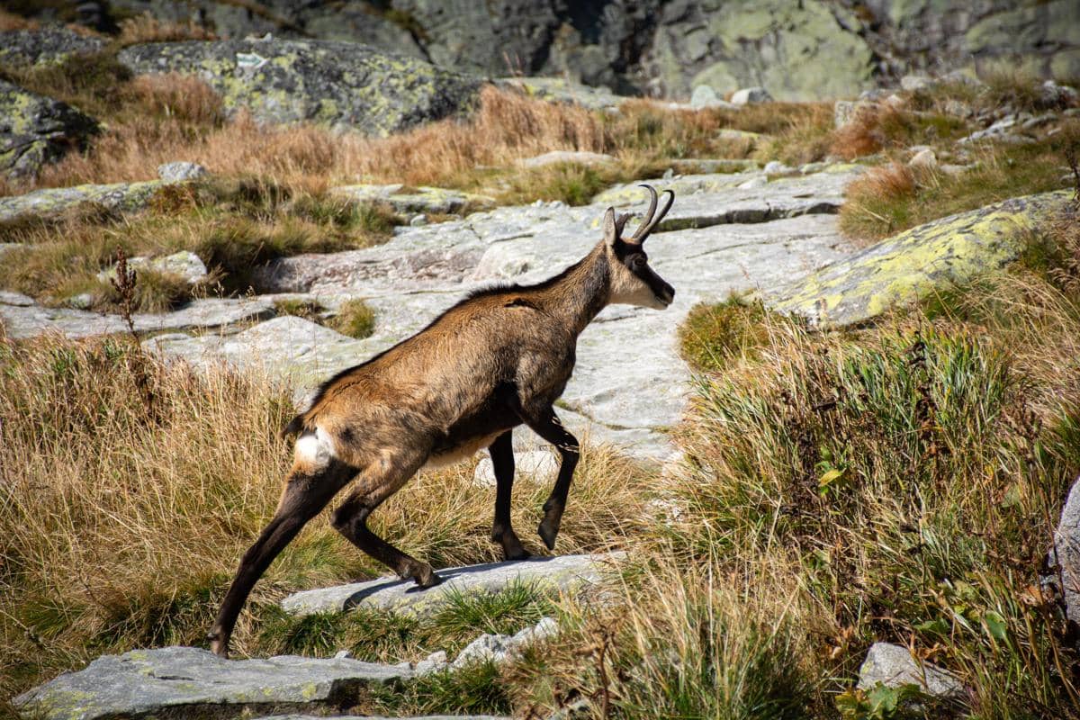 Chamois
