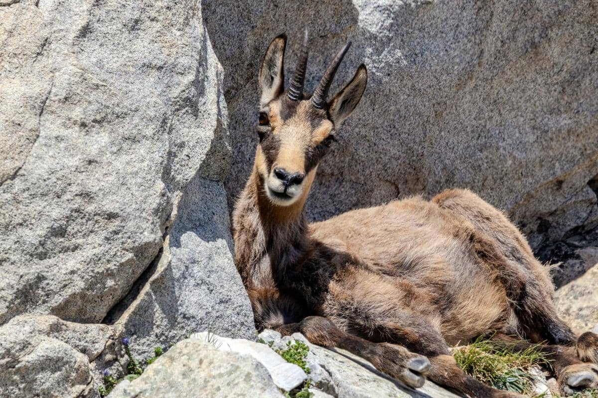 Chamois