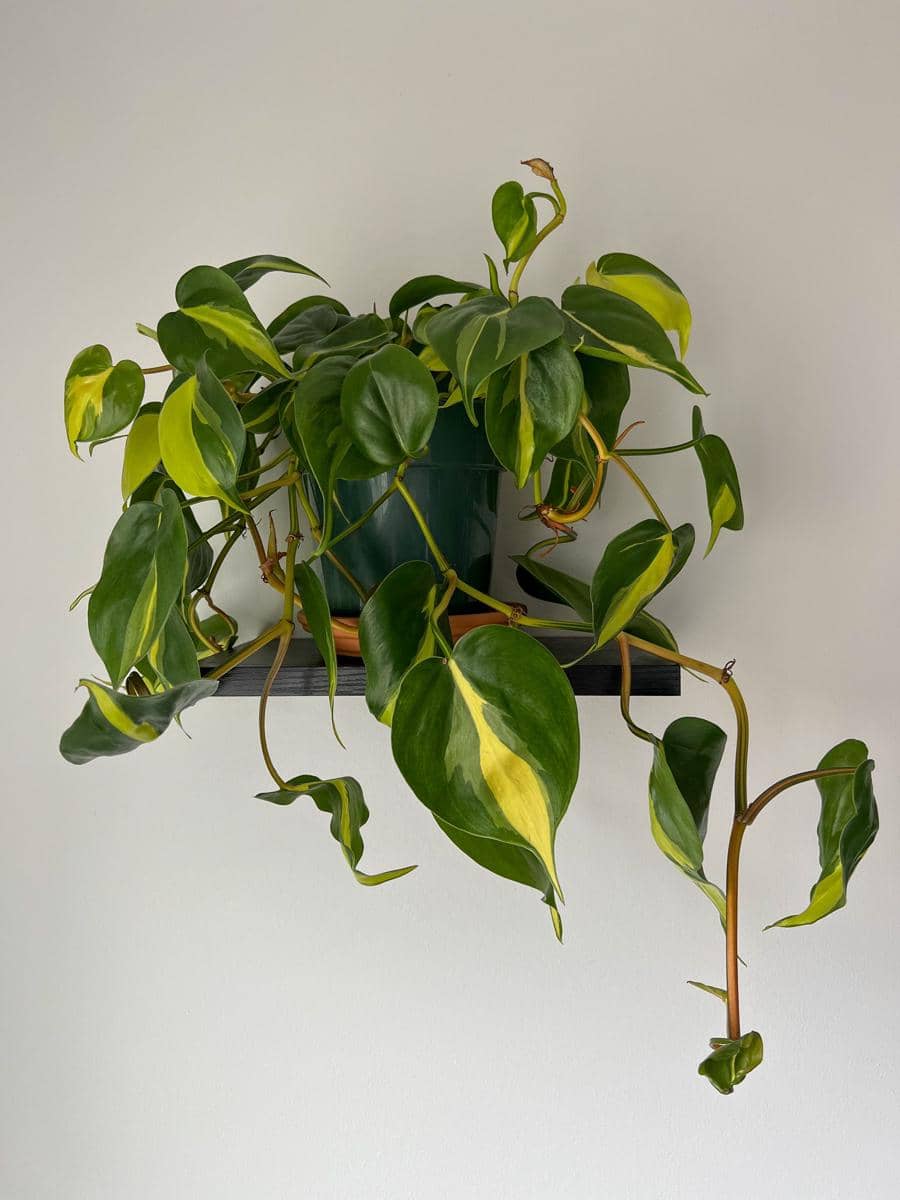 ilustrasi philodendron hederaceum brasil