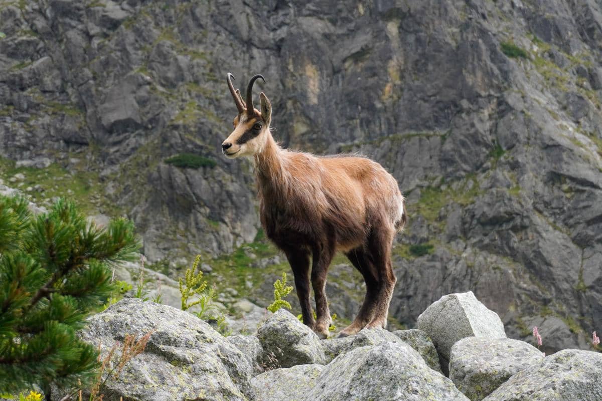 Chamois