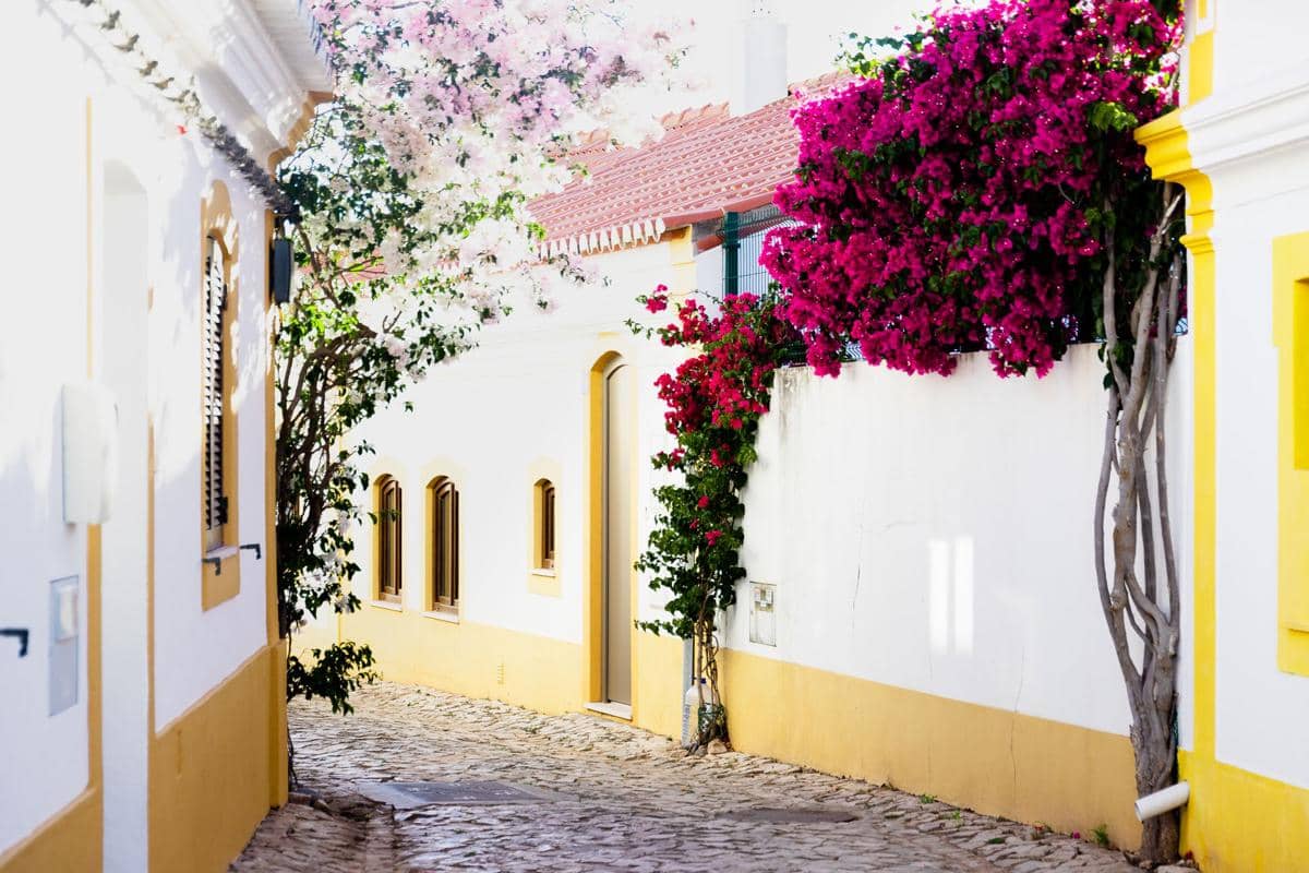 ilustrasi bougainvillea