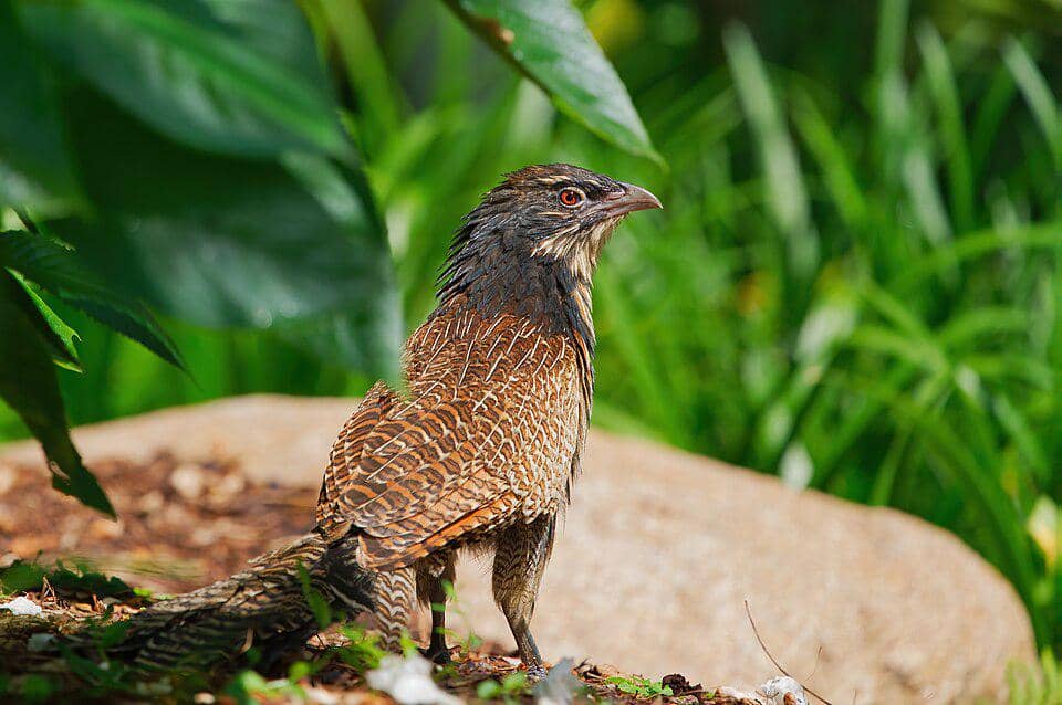 5 Fakta Pheasant Coucal, Burung Kukuk Penghuni Padang Rumput