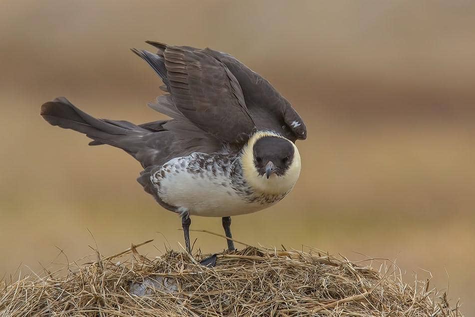 Pomarine Jaeger