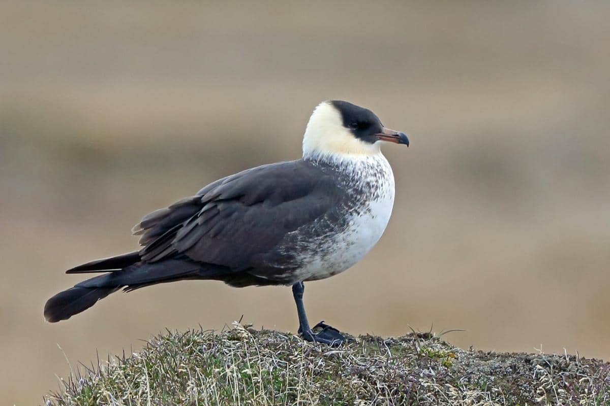 Pomarine Jaeger