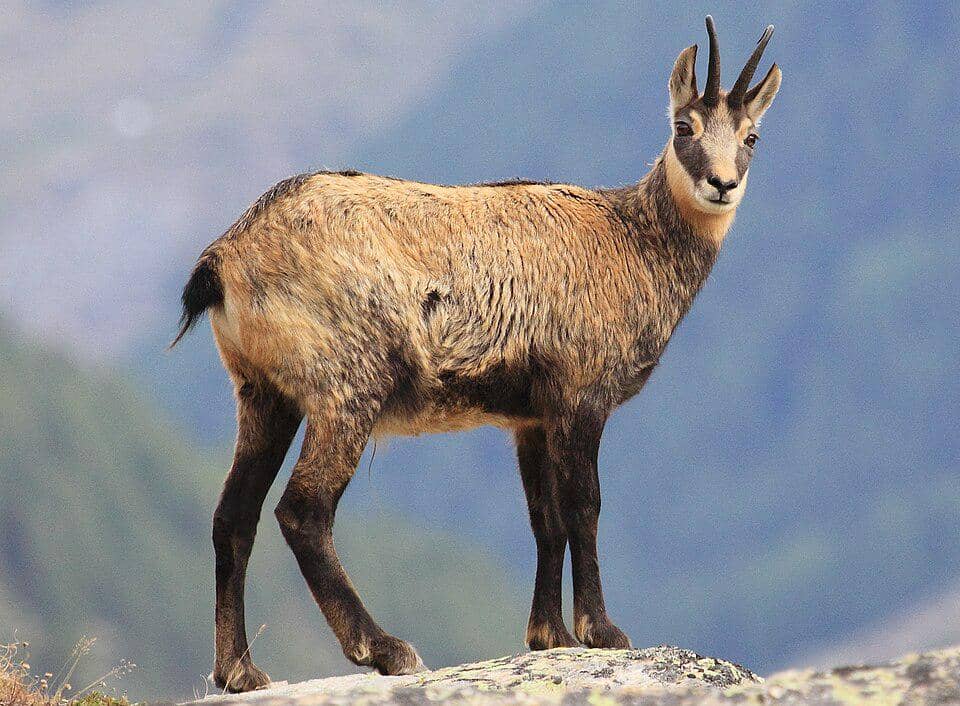 Chamois