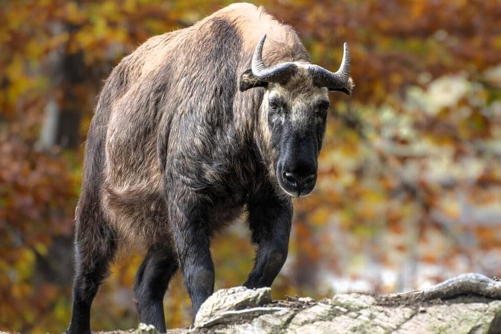 7 Fakta Unik Mishmi Takin, Hewan Ungulata Langka dari Himalaya